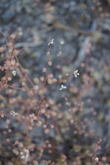 Micranthes bryophora