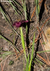 Tigridia multiflora