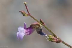 Sairocarpus vexillocalyculatus