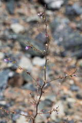 Sairocarpus vexillocalyculatus
