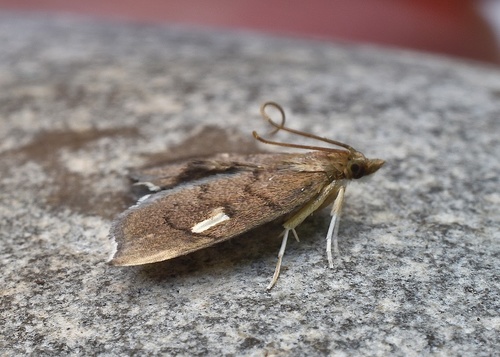 Titian Peale's Moth photo 4