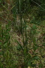 Dactylorhiza traunsteineri