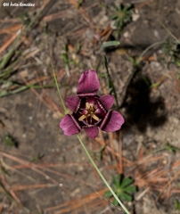Tigridia multiflora