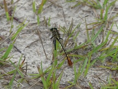 Dromogomphus armatus