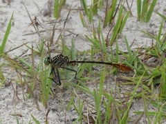 Dromogomphus armatus