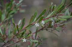 Leionema obtusifolium