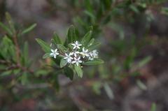 Leionema obtusifolium