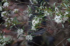 Leionema obtusifolium