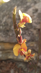 Bossiaea scolopendria