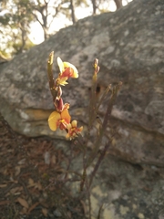 Bossiaea scolopendria