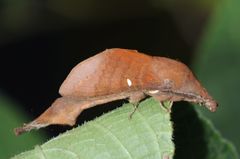 Suana concolor