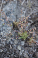 Micranthes bryophora