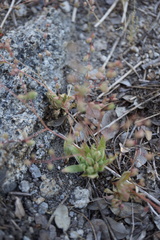 Micranthes bryophora