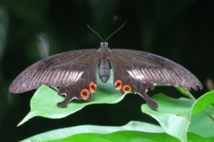 Papilio iswara