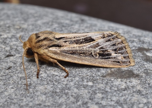 Snowy-veined Apamea Moth photo 2