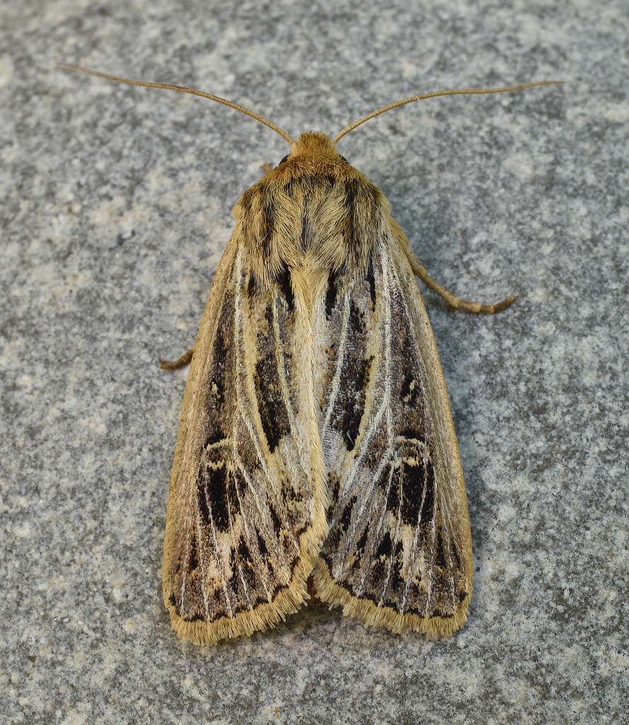 Snowy-veined Apamea Moth