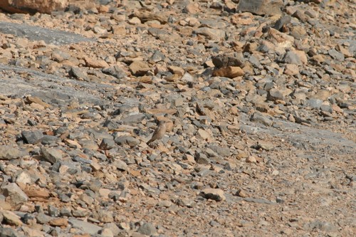 Persian Wheatear (Oenanthe chrysopygia)