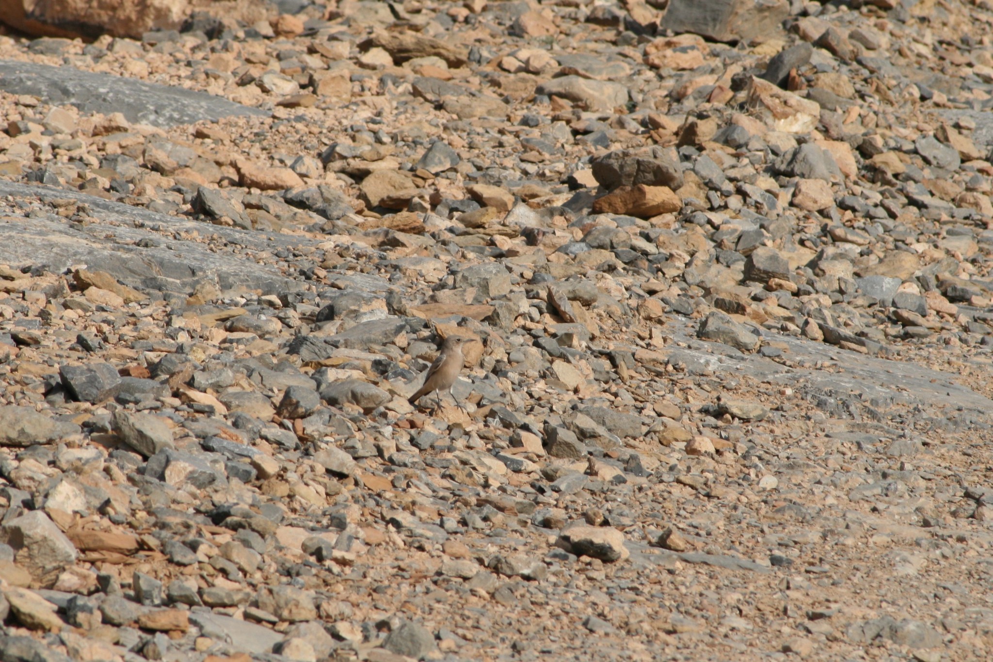 Persian Wheatear (Oenanthe chrysopygia)