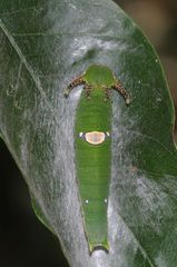 Charaxes psaphon imna