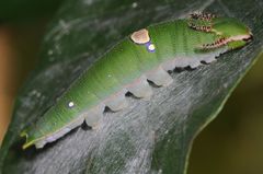 Charaxes psaphon imna