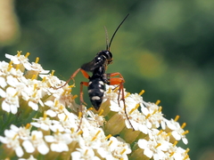 Cryptocheilus richardsi