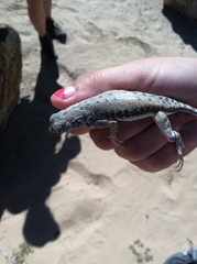 Callisaurus draconoides rhodostictus