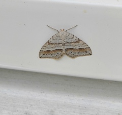 Perizoma parallelolineatum