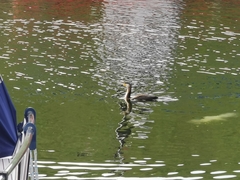Phalacrocorax carbo