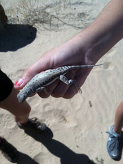 Callisaurus draconoides rhodostictus