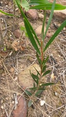 Melaleuca linearis linearis