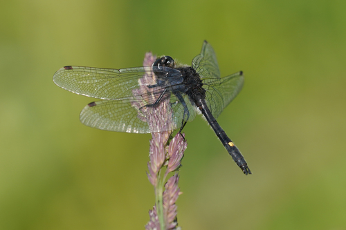 Dot-tailed Whiteface
