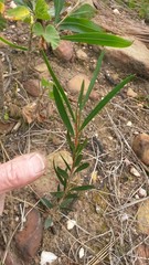 Melaleuca linearis linearis