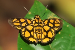 Odina hieroglyphica