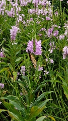 Danaus plexippus