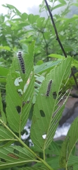 Lepidoptera
