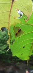 Lepidoptera