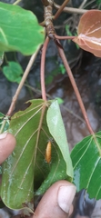Lepidoptera