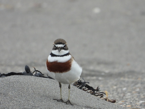 double-banded plover (Anarhynchus bicinctus)