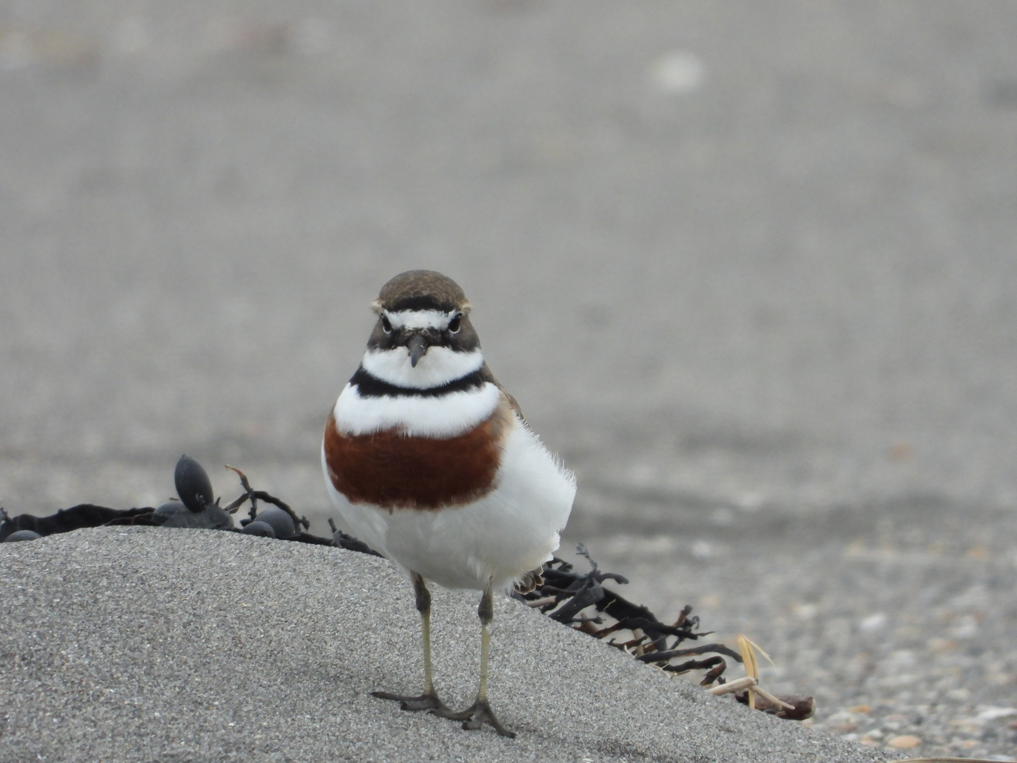Double-banded Plover illustration