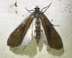 Parapoynx maculalis