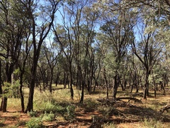 Acacia catenulata