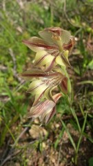 Gladiolus hyalinus