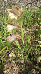 Gladiolus hyalinus