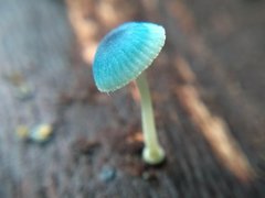 Mycena cyanocephala