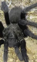 Aphonopelma steindachneri