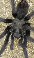 Aphonopelma steindachneri
