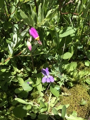 Primula pauciflora pauciflora