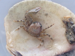 Petrocheles spinosus