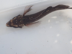 Ruanoho decemdigitatus