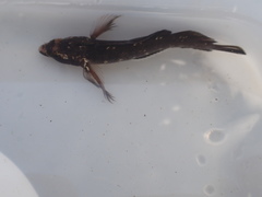 Ruanoho decemdigitatus